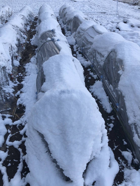土雪_サムネ
